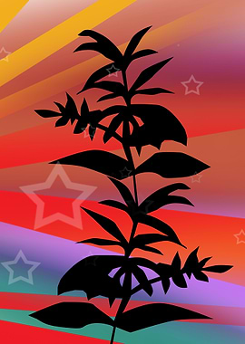 Leaf on Midnight Desert