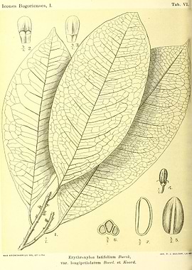 Erythroxylon latifolium