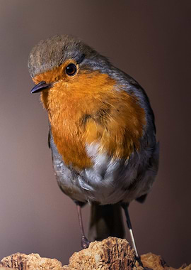 European Robin