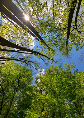 Spring forest, trees, sun