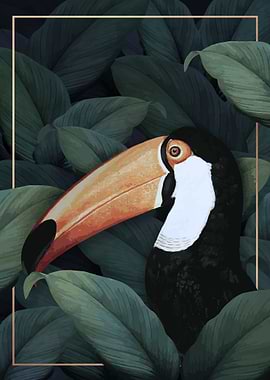 Toucan Tropical Bird