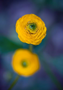 Geum flower, macro, garden