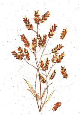 Plant with summer and autu