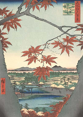 Maple Trees At Mama Tekona