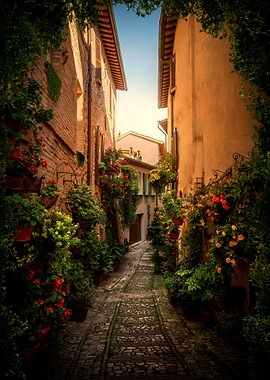 Italian Evergreen Street