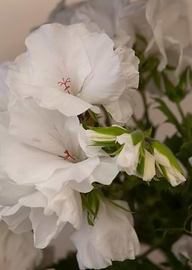 flower in the garden