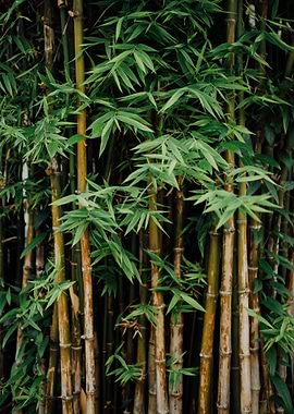 Bamboo Forest