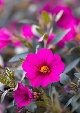 Pink flower, macro, garden