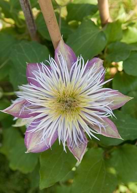flower in the garden