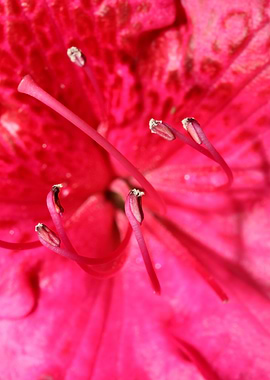 Red rhododendron stamens