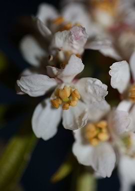 Choisya flower blossoming