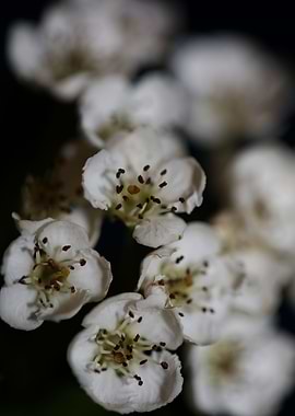 White flowers blossoming