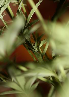 Cannabis plant flowering