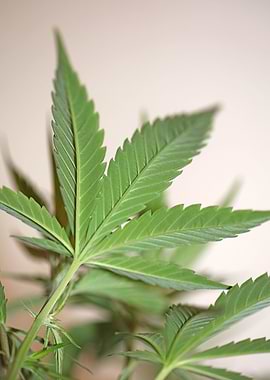 Cannabis plant flowering