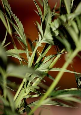 Cannabis plant flowering