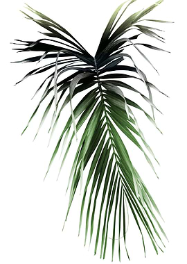 Palm Leaf Cali Summer 1