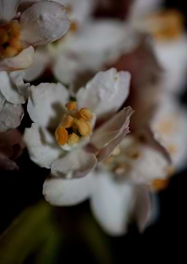 Choisya flower blossoming