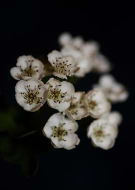 Crataegus flowers blossom