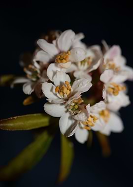 Choisya ternata flowering