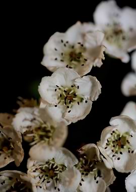 Crataegus monogyna flowers