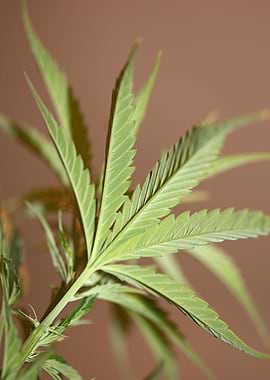 Cannabis plant close up