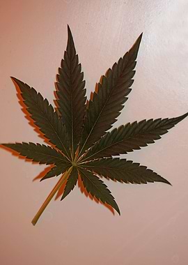Cannabis leaf close up