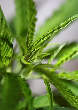 Cannabis plant flowering