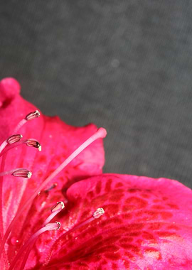 Rhododendron flower stamen