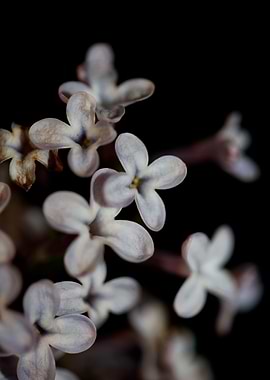Syringa vulgaris flowering