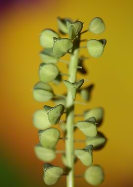 Muscari wild flower fruits