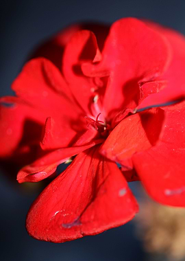 Pelargonium flower macro