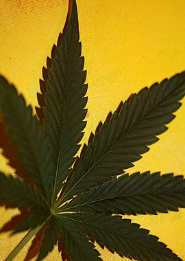 Marihuana leaf macro shoot