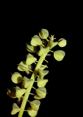 Muscari neglectum fruits