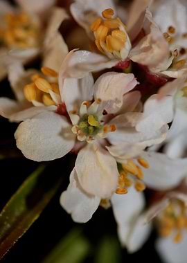 Choisya blossom rutaceae