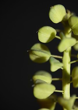 Muscari flower fruit macro
