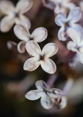 Syringa flower blossoming