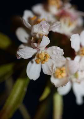 Choisya flowering rutaceae