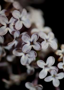 Syringa flower blossoming