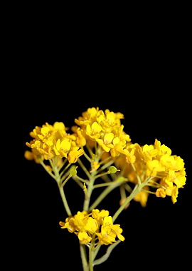 Aurinia saxatilis close up