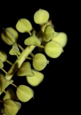 Muscari flower fruit macro