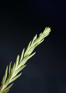Sedum ochroleucum close up