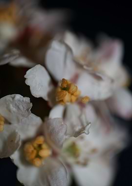 Choisya flower blossoming