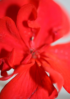 Red geranium flower macro