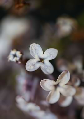 Syringa flower blossoming