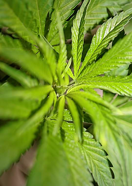 Cannabis plant close up