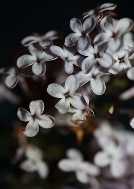 Syringa vulgaris flowering