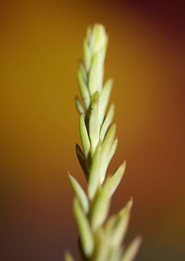 Sedum flower background