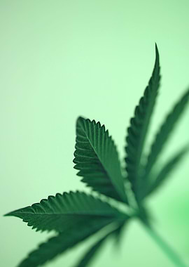 Cannabis leaf close up