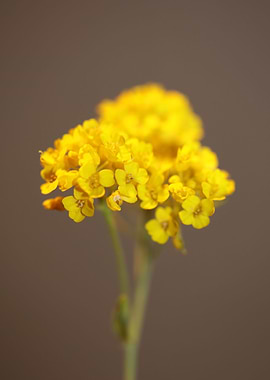 Yellow Aurinia flowering