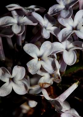 Syringa vulgaris blossom